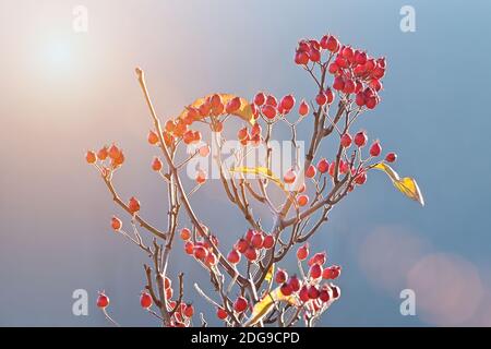 Sorbus aria, the whitebeam deciduous tree with scarlet berries in December. Stock Photo