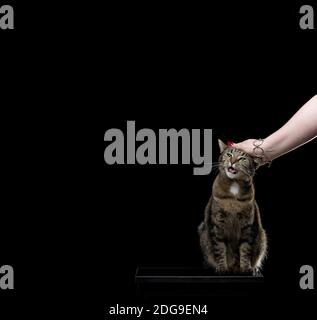 tabby cat getting stroked by human hand female Stock Photo