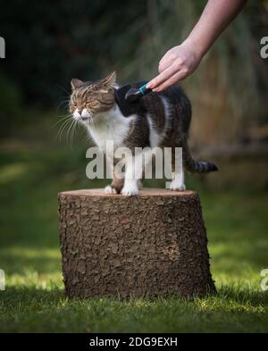 white tabby british shorthair cat standing on tree stump in the garden enjoying getting groomed with brush by owner Stock Photo