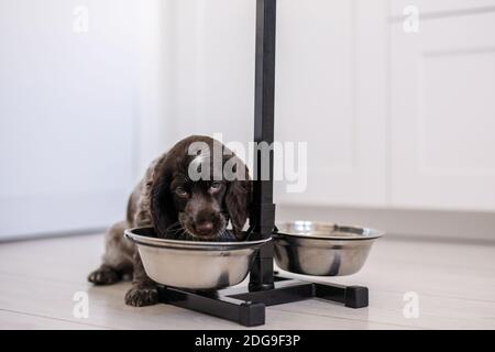 English cocker spaniel puppy eating dog food and drinking water from ceramic bowl Stock Photo