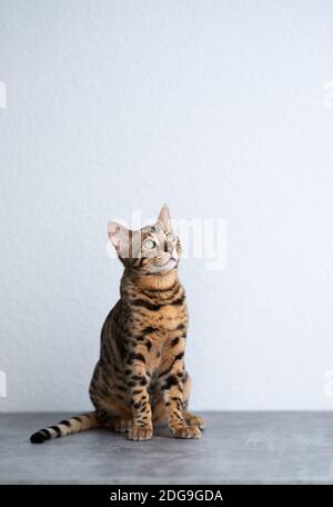 young bengal cat sitting on concrete floor in front of white wall looking up Stock Photo