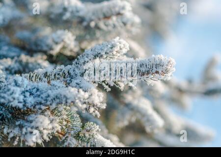 Branches of blue spruce is covered with snow Stock Photo