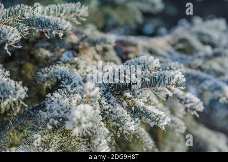 Branches of blue spruce is covered with snow Stock Photo