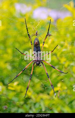 Seychellen - Palm - Spinne, ( Nephila inaurata ) , im Netz,  Seidenspinne, Männchen klein, Weibchen groß, Insel Mahe, Seychellen Stock Photo