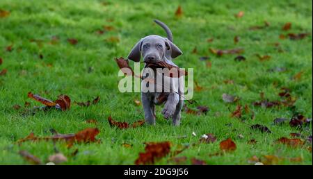 9 week old cute Weimaraner pup exploring park Stock Photo