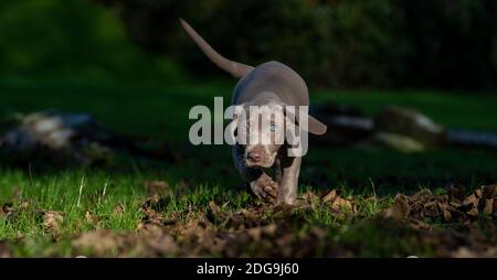 9 week old cute Weimaraner pup exploring park Stock Photo