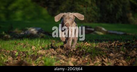 9 week old cute Weimaraner pup exploring park Stock Photo