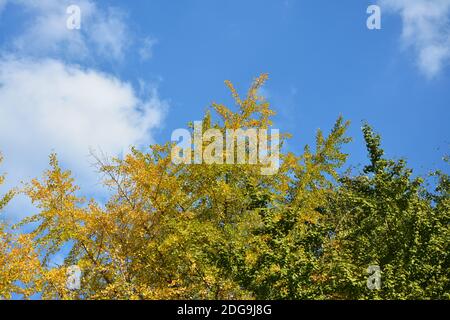 half green and half yellow of Ginkgo biloba tree in sunny day Stock Photo
