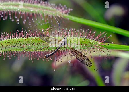 Fliege ist gefangen vom Kap-Sonnentau ( Drosera capensis), Vorkommen Südafrika Stock Photo