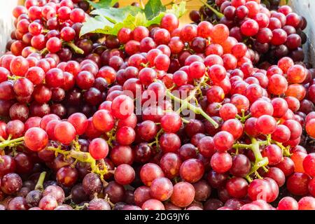 Red seedless grapes with leaves Stock Photo