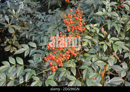 cluster of small red berries on the tree in the garden Stock Photo