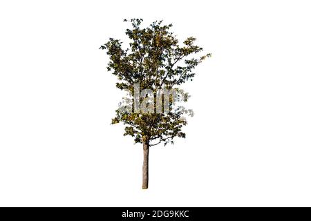 Single tree isolated on white background. Stock Photo
