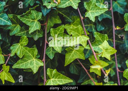 Pattern of ivy leaves in the deep dark autumn forest Stock Photo