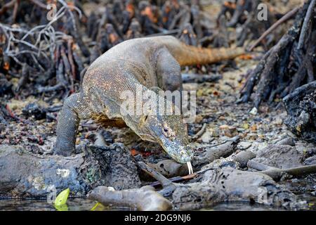 Komodowaran (Varanus komodoensis) im Mangrovenbereich der Insel Rinca , Komodo Nationalpark, UNESCO Welterbe, Indonesien Stock Photo