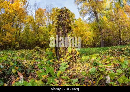 A large clearing in the autumn forest with a high stump in the middle Stock Photo