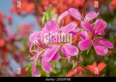 Cascading geranium Stock Photo
