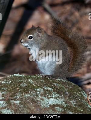 Squirrel close-up profile side view sitting on a moss rock with a blur background, displaying bushy tail, brown fur in its environment and habitat. Stock Photo