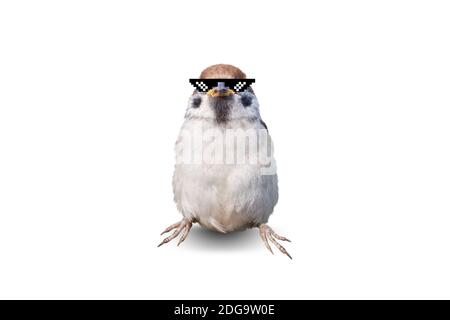 cool sparrow in pixel glasses isolated on white background, art Stock Photo