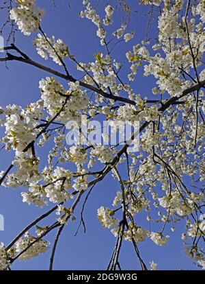 Blühender Kirschbaum vor blauem Himmel Stock Photo