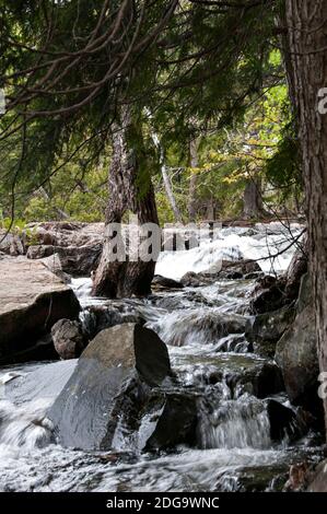 Tree with a hold in the trunk in centre of the water stream in the forest with a beautiful environment and habitat in a peaceful moment with a forest Stock Photo