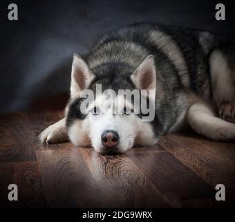 Portrait of siberian husky male laying on a floor Stock Photo
