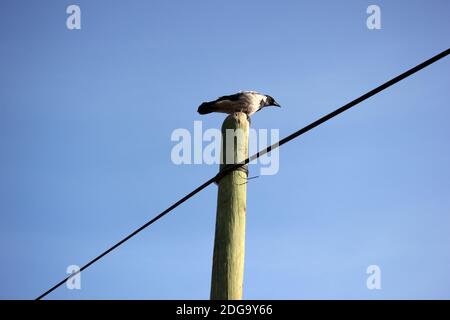 Crow On An Electric Pole Stock Photo