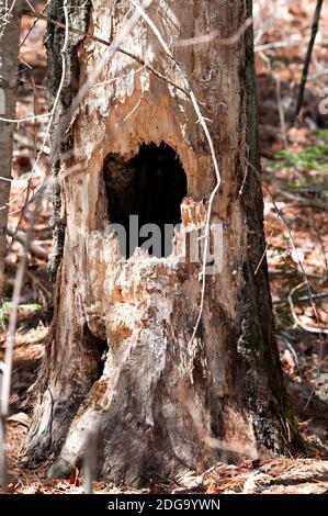 Tree stock photos. Tree with Woodpecker Hole Stock Photos, Images, Pictures with a forest background. Holes In The Trunk of  Woodpecker. Dead Stock Photo
