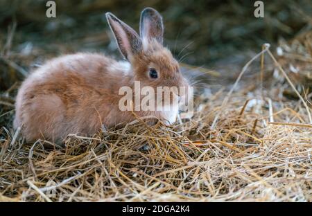 Cute rabbit sitting on hay in rabbit farm. Close up little brown rabbit. Space for copy. Stock Photo