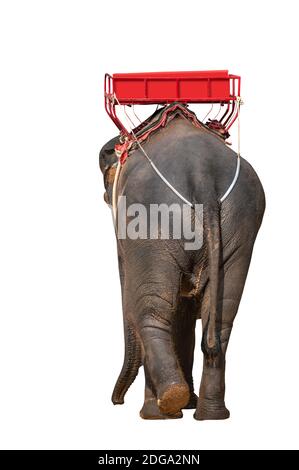 Isolated Asia elephant with seat on its back for people, back view of Asia elephant on white background. Backside view while elephant is walking. Stock Photo