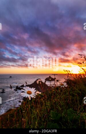 California Sunset with Wildflowers, Northern California, USA Stock Photo