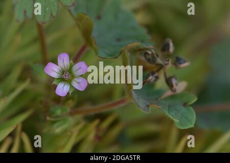Macro photograph of a wild flower of the Geranium rotundifolium species, with microscopic dimensions that do not exceed half a centimeter. Stock Photo