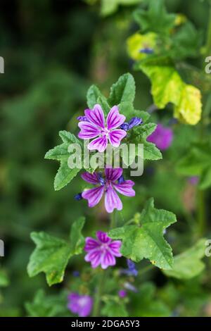 Common mallow flowers Stock Photo