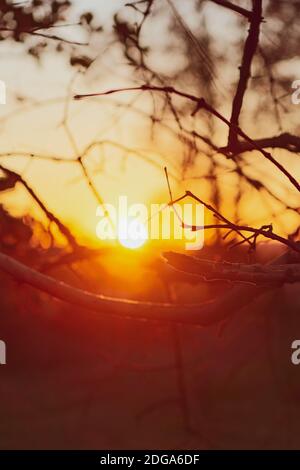 Sun through the branches on the farm. Concept image of sunset countryside. Stock Photo