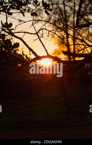 Sun through the branches on the farm. Concept image of sunset countryside. Stock Photo