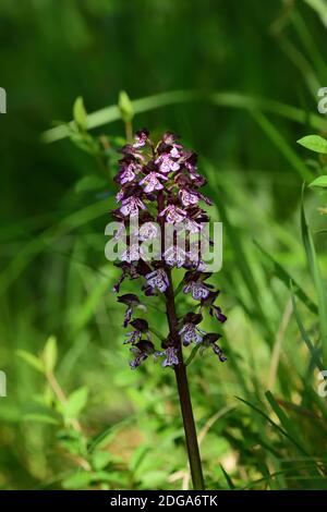 Isolated wild orchid of the species Orchis purpurea, also known as lady orchid, on a natural green background of the lawn. Stock Photo