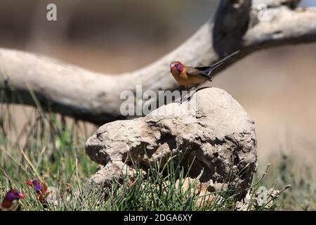 Violet-Eared Waxbill Stock Photo