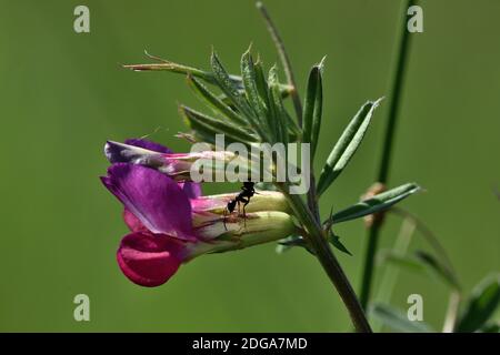 Isolated purple flower of Vicia sativa, also called common vetch, garden vetch, tare or simply vetch, with an ant on top. Stock Photo