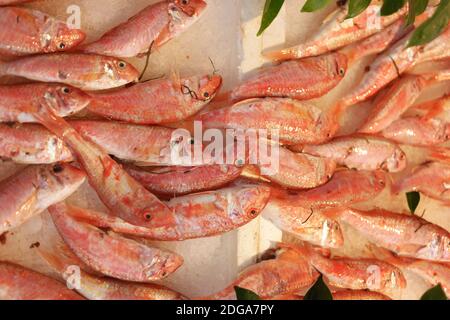 Red fish stacked on ice at fish market. Stock Photo