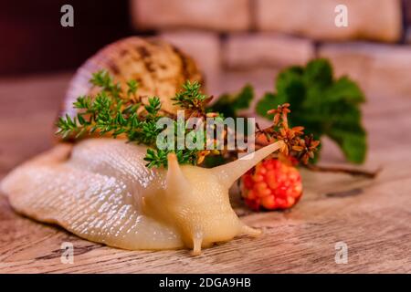 Yellow big achatina snail and cloudberry on a surface Stock Photo