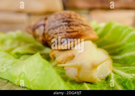 Yellow big achatina snail and green salad on a surface of table Stock Photo
