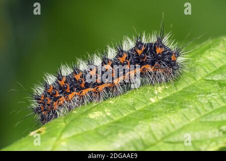 Young Emperor Moth caterpillar (Saturnia pavonia) at rest on bramble leaf. Tipperary, Ireland Stock Photo