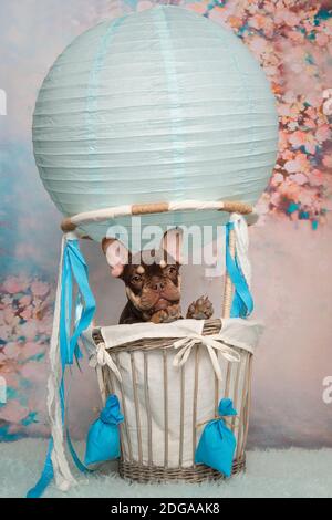 Cute french bulldog puppy looking at the camera in a air balloon  on a soft romantic pastel colored background with flowers Stock Photo