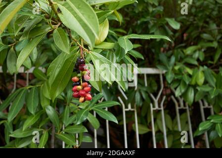 Prunus laurocerasus branch with fruit Stock Photo