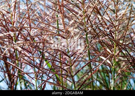 Flame Grass Miscanthus sinensis 'Rotsilber' Stock Photo