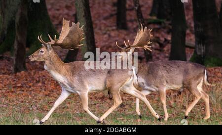 Duelmen, Germany. 08th Dec, 2020. Two young bucks stride along the edge of the forest. Fallow deer (dama dama) gather to search for food on the forest floor and seek protection against the colder temperatures in the Muensterland countryside. Credit: Imageplotter/Alamy Live News Stock Photo