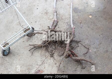 Cherry root system with soil pieces in a garden nursery. Purchase of seedlings of fruit trees. Plant growing and horticulture. Stock Photo