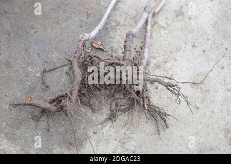 Root system of a fruit plant with pieces of soil in a garden nursery. Purchase of seedlings of fruit trees. Plant growing and horticulture. Stock Photo