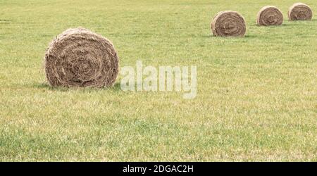 Round bales of hay in a field in Sagaponack, NY Stock Photo