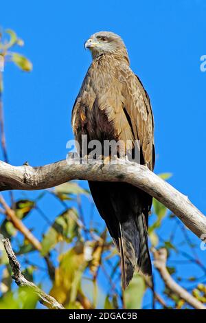 Schwarzmilan, (Milvus migrans), Litchfield NP, Nothern Territories, Australien, Familie Habichtartige, Schwarzer Mil an, Stock Photo