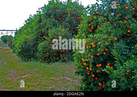 Oranges growing on orange tree orchard in Central Florida Stock Photo